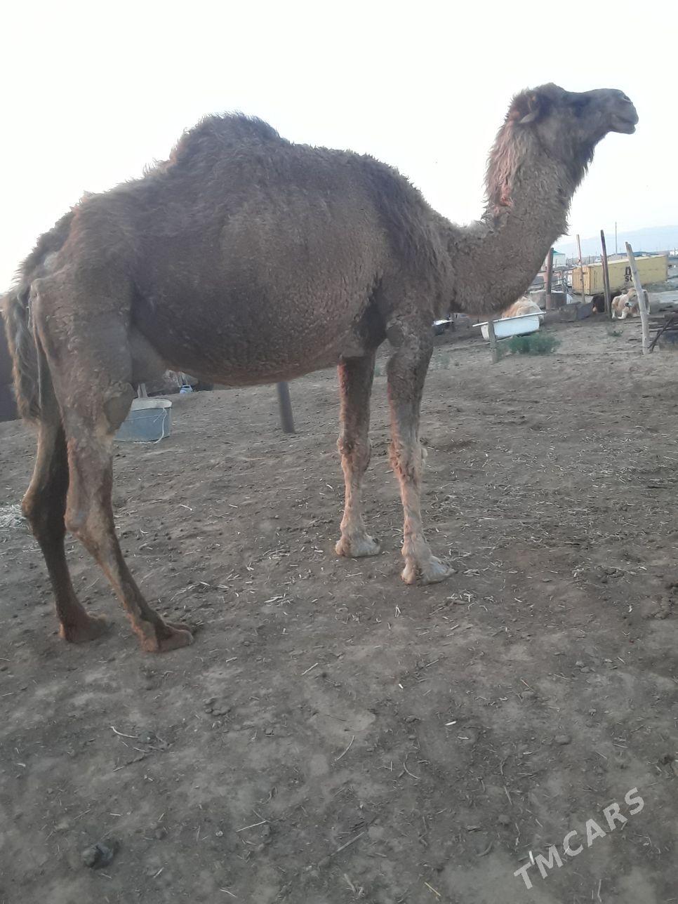 köşökly Duye - Aşgabat - img 1