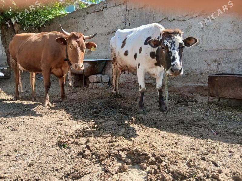 bogaz sigir - Ашхабад - img 1