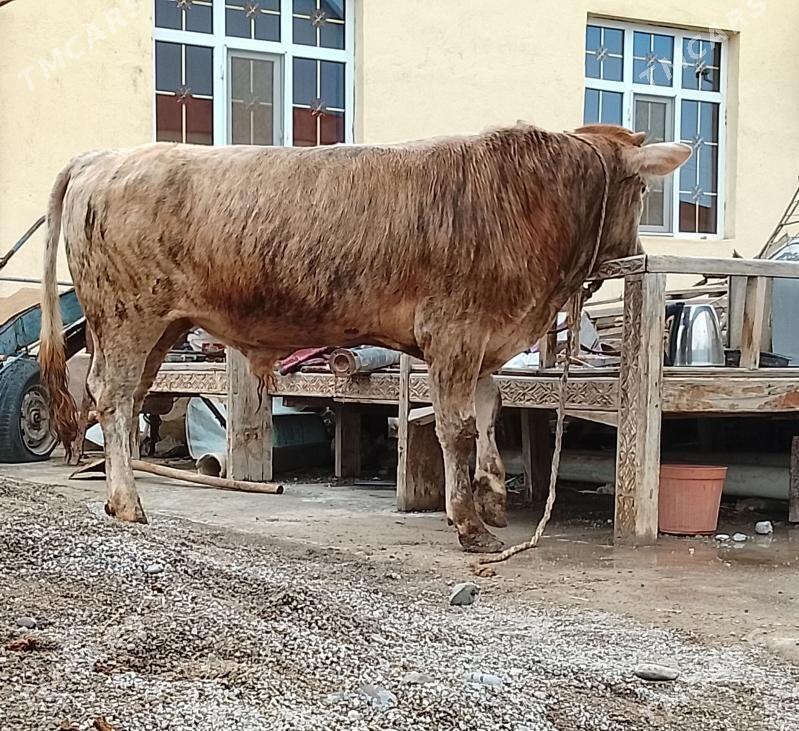 oküz - Чоганлы - img 1