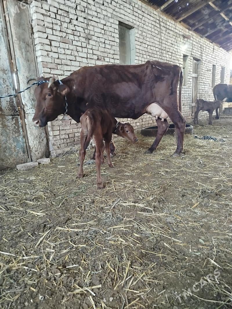 goleli sygyr - Baýramaly - img 1