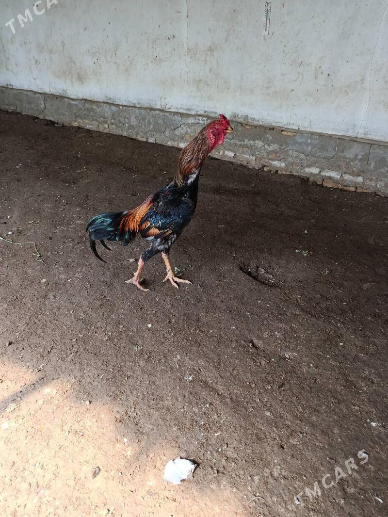 Horaz - Керки - img 1