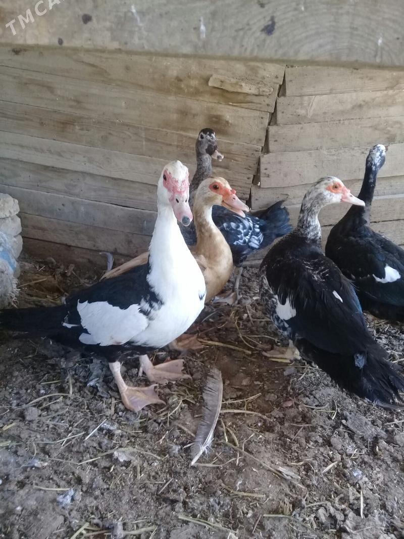 Indawutga - Мары - img 1