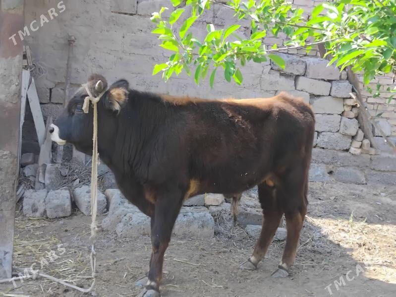 okuz - Çärjew - img 1