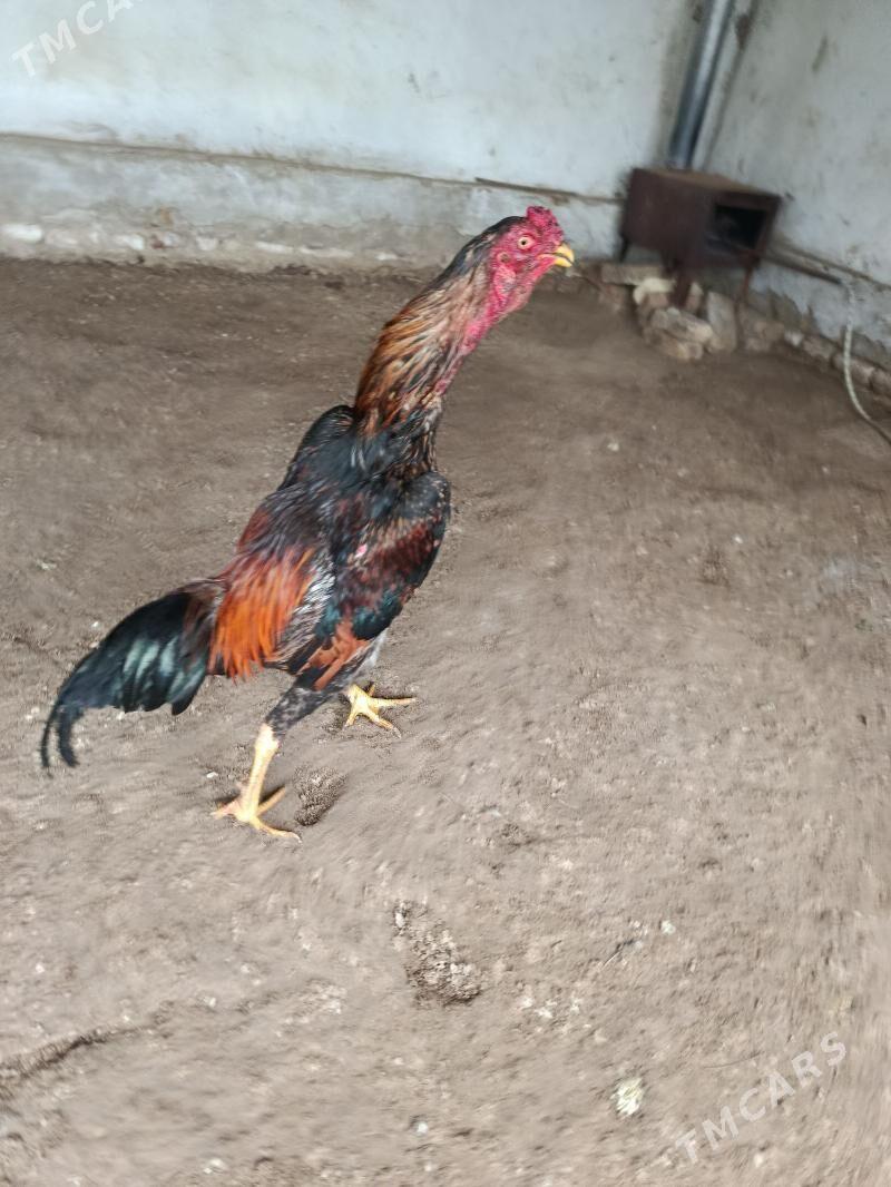 horaz - Керки - img 1