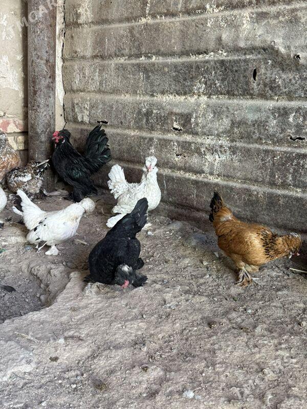 karlik troyka - Hitrowka - img 1