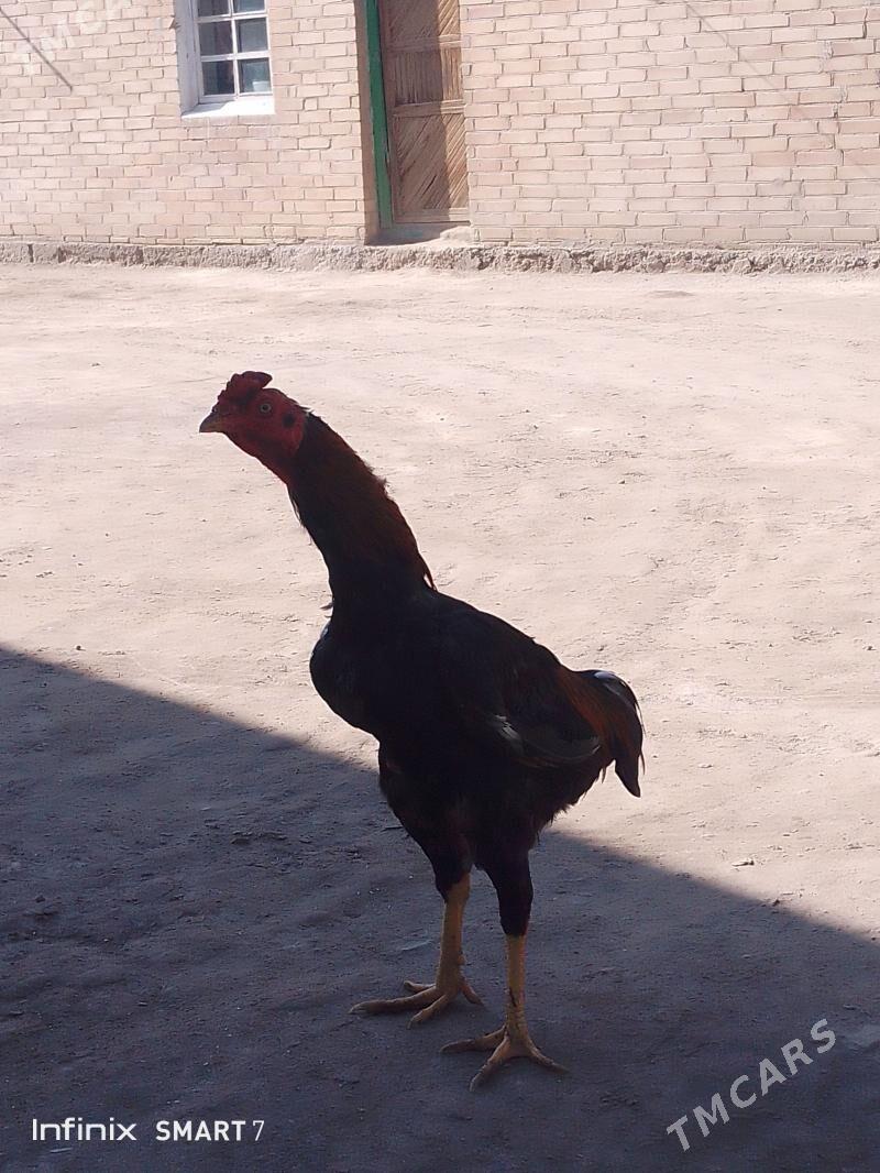 baysow horaz juje - Farap - img 1