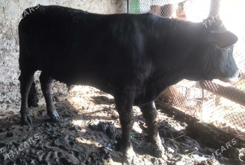 okuz - Ашхабад - img 1