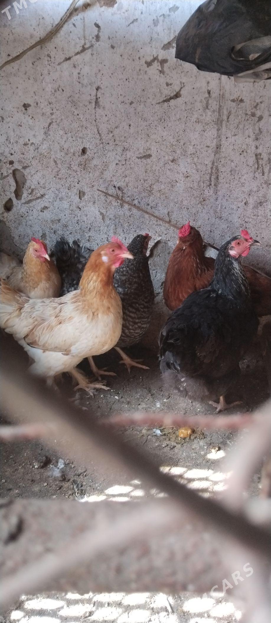 tawuk - Türkmenbaşy - img 1