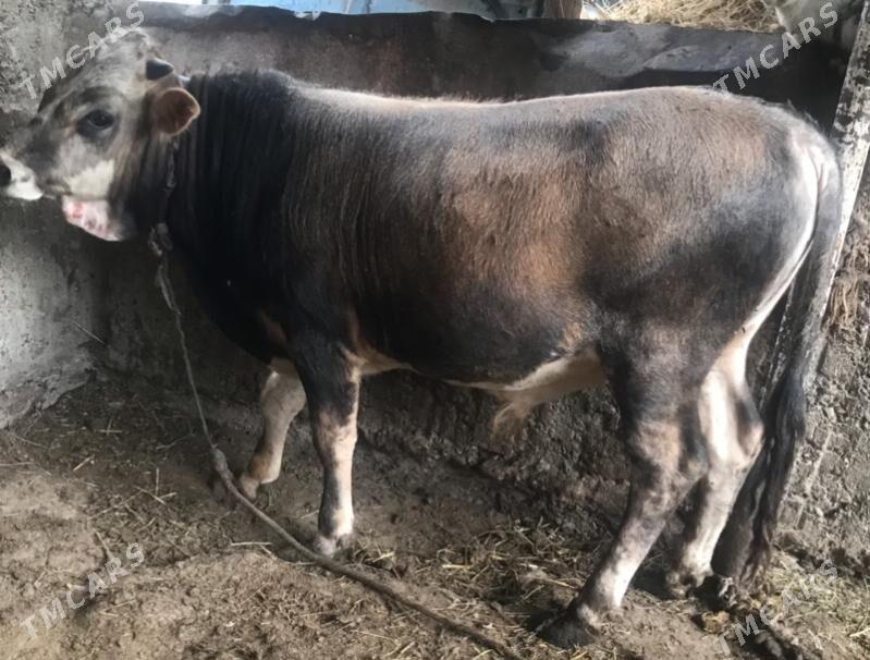 okuz - Aşgabat - img 1