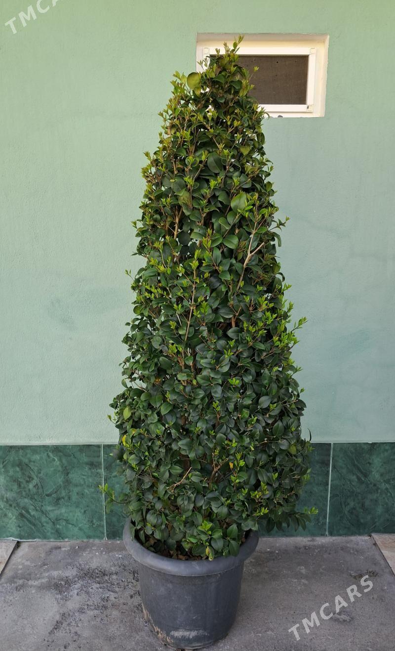 Burçina Бурчина - Aşgabat - img 1