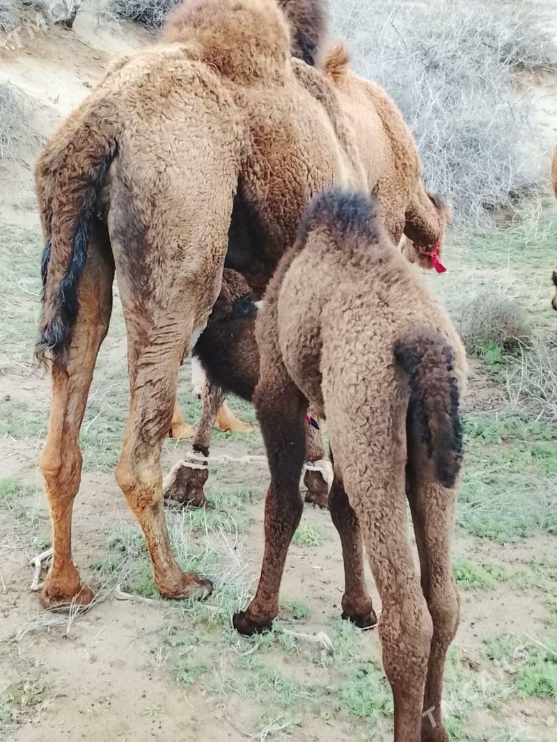 duye - Кёнеургенч - img 1