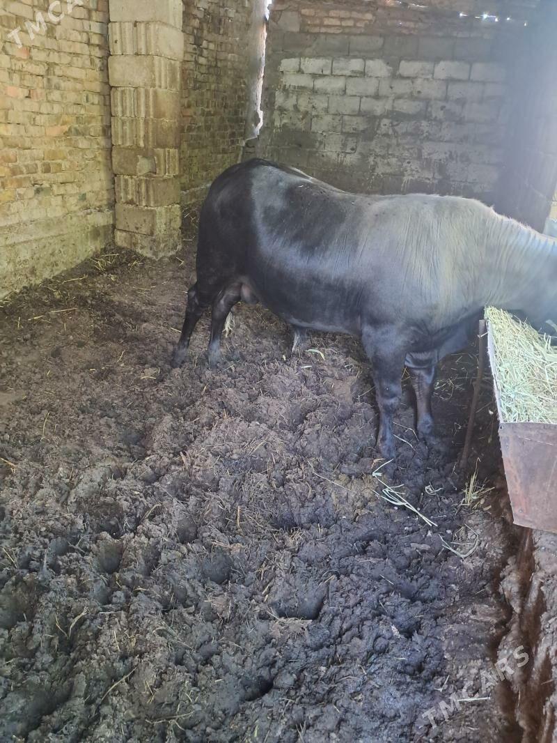 oküz - Büzmeýin - img 1