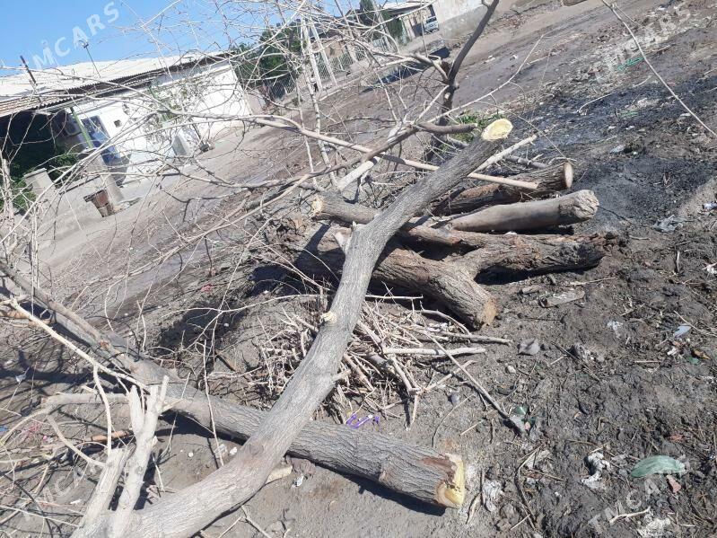 agac odun sasliki - Daşoguz - img 1