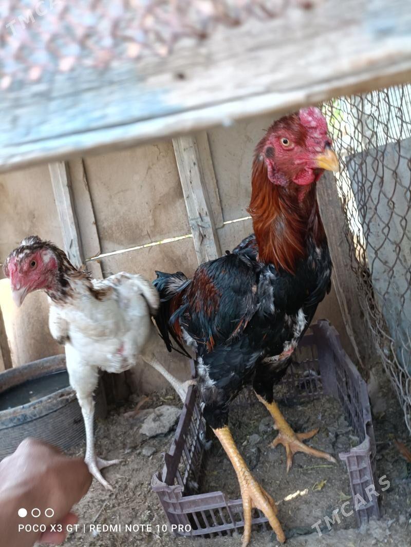 Korey Horaz Towugu bilen bile! - Фарап - img 1