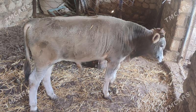 Öküz - Берекет - img 1