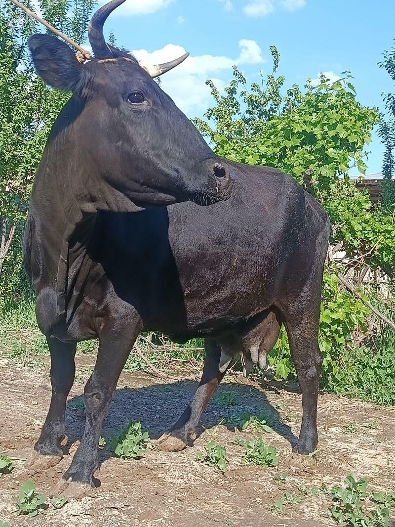 . sygyr - Türkmenabat - img 1