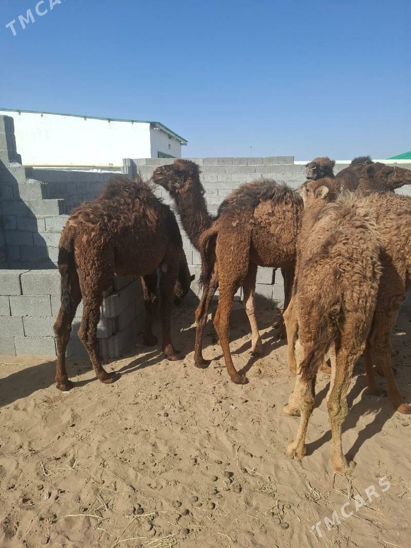 satlyk owṣuklar - Гёкдепе - img 1