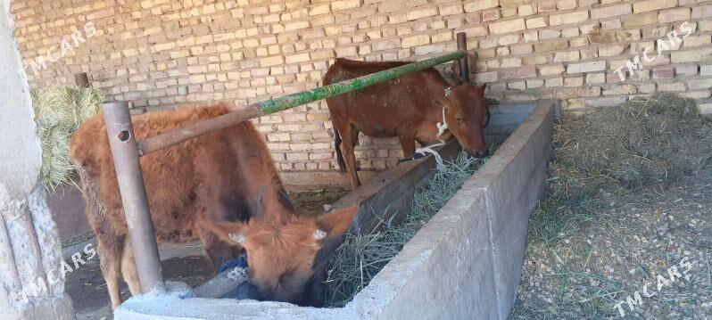 tuwe - Babadaýhan - img 1