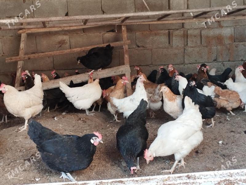 towuk - Чоганлы - img 1