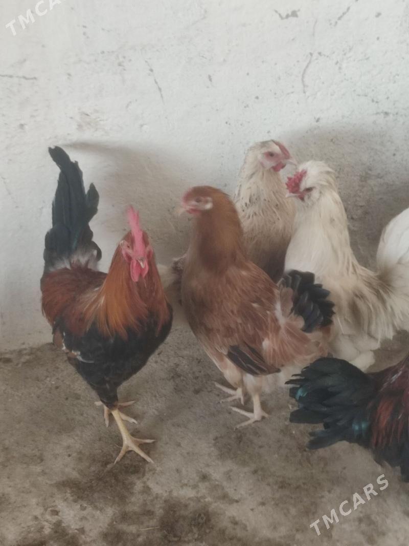 towuk - Бахарден - img 1