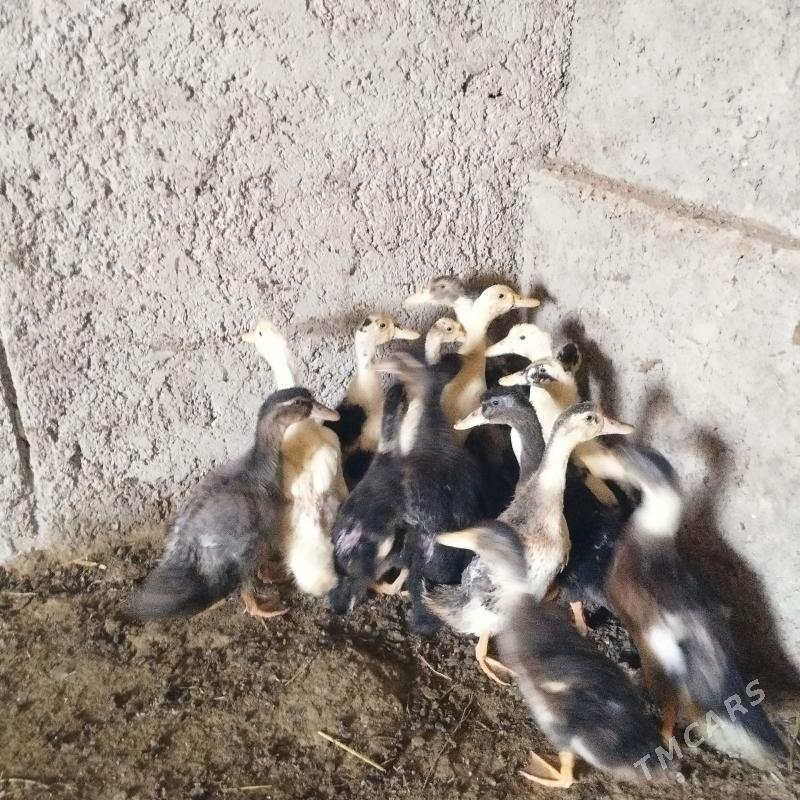 4 aylyk ördek - Oguz han - img 1