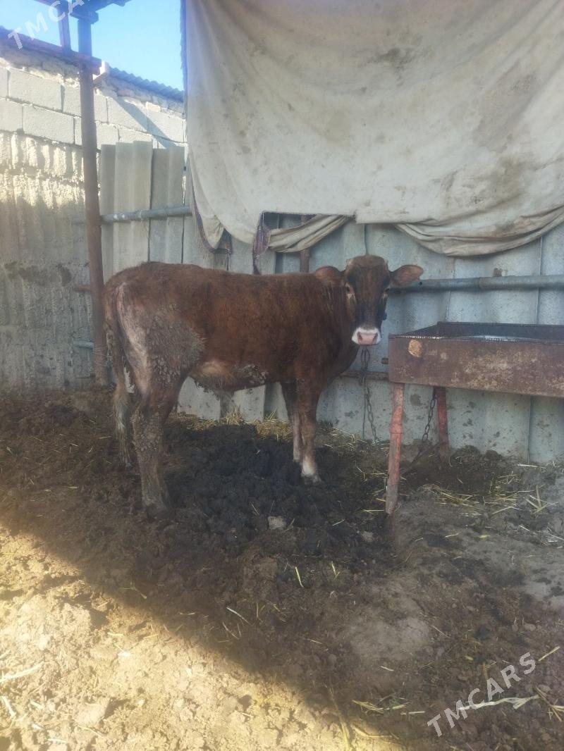 Ökuz - Ак-Бугдайский этрап - img 1