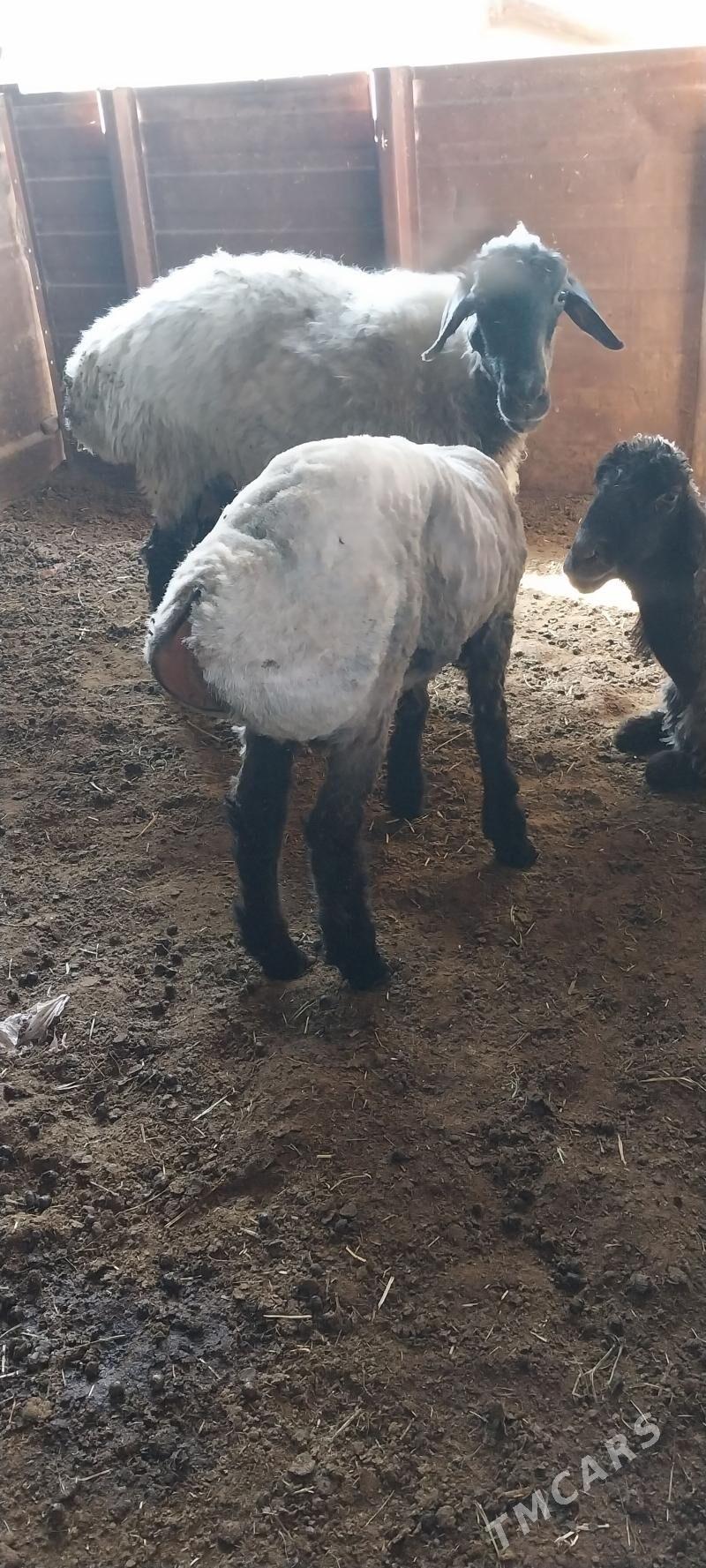 GUZYLY GOYUN - Анев - img 1