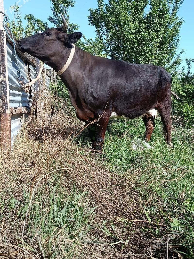 sygyr - Туркменабат - img 1