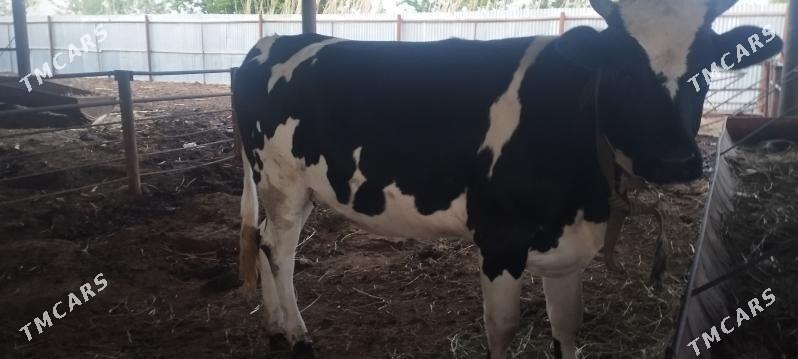 Gulajyn Göle bakylan - Baýramaly - img 1