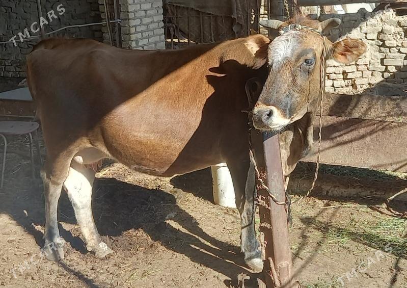 Sygyr Şwed - Wekilbazar - img 1