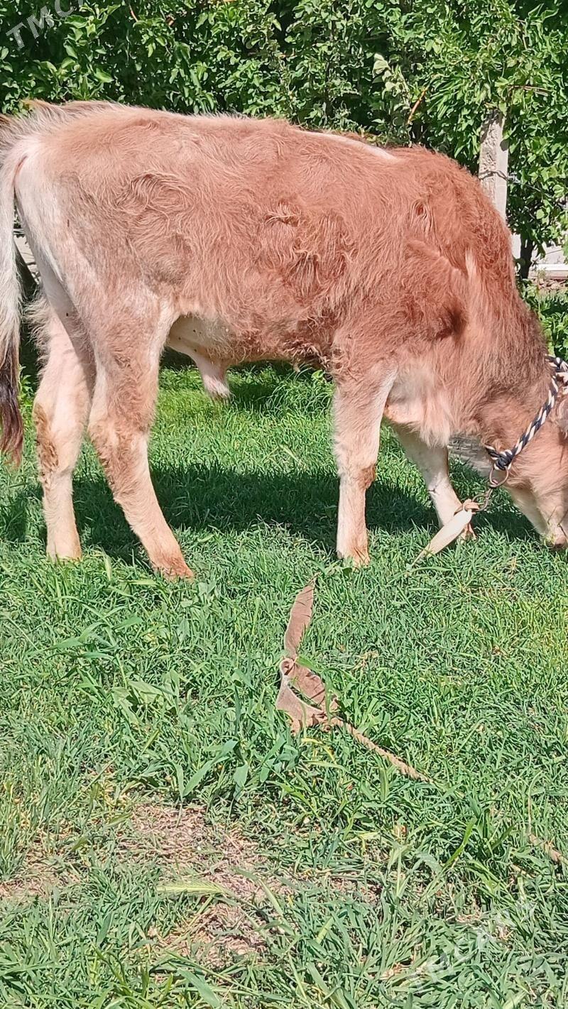 şiwes öküz - Bäherden - img 1