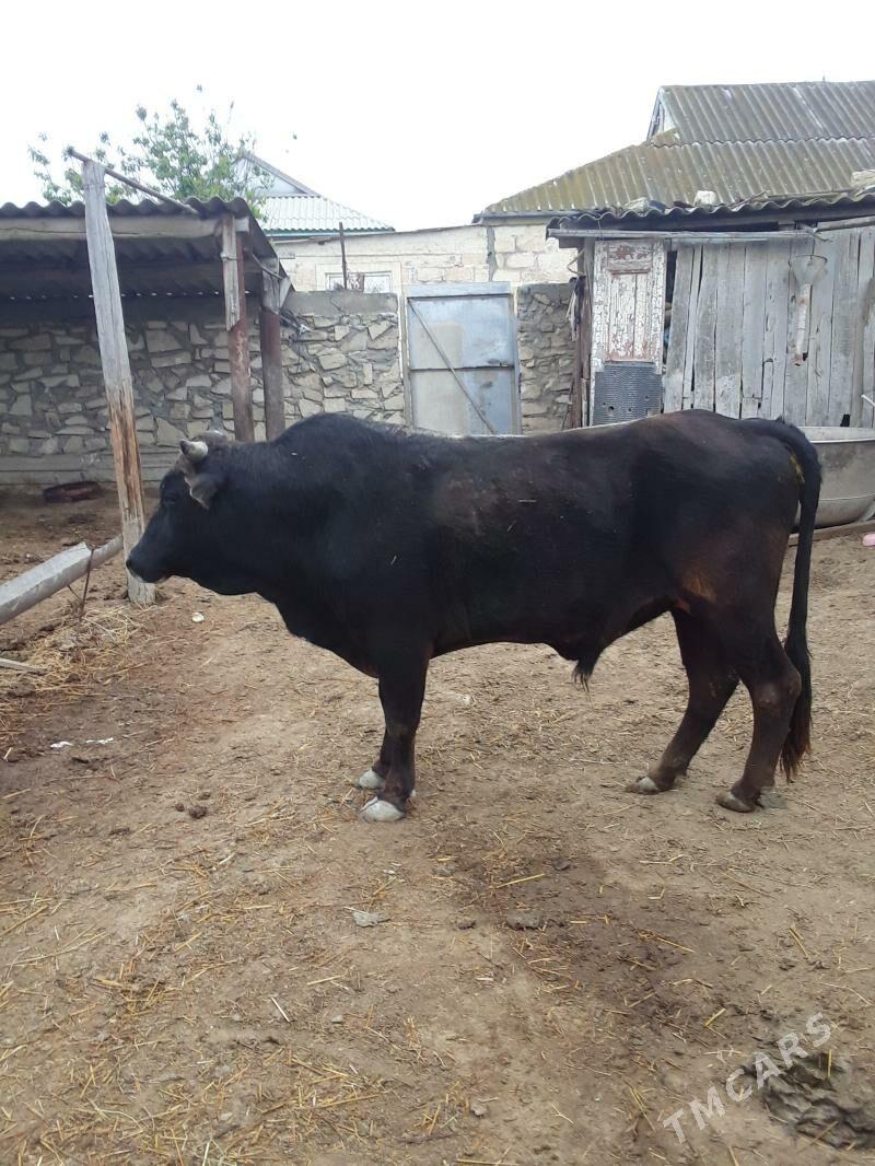 ökiz - Esenguly - img 1