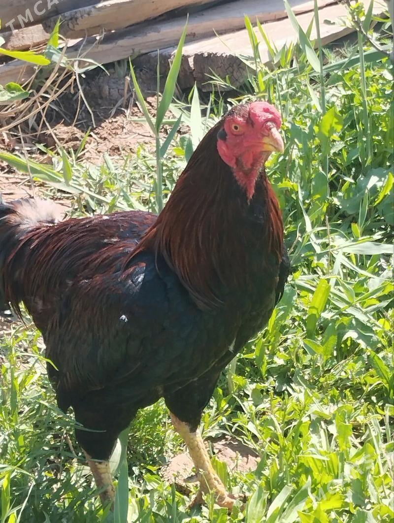 Taskent Horaz - Серахс - img 1