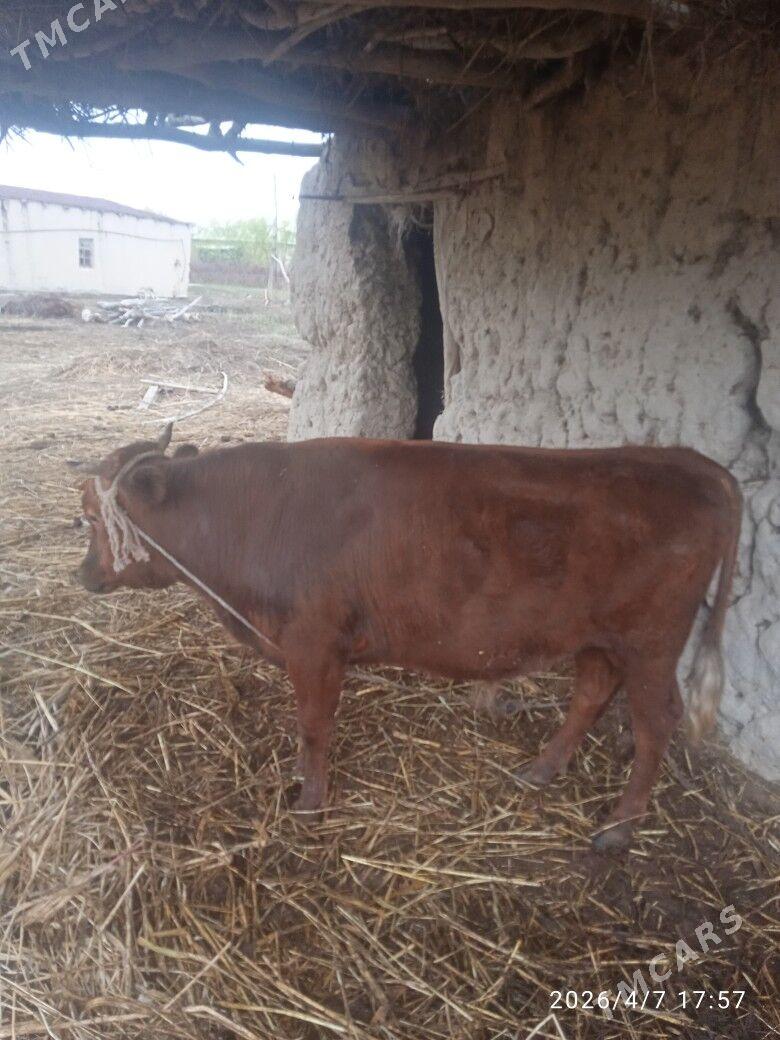 Õkiz - Кёнеургенч - img 1