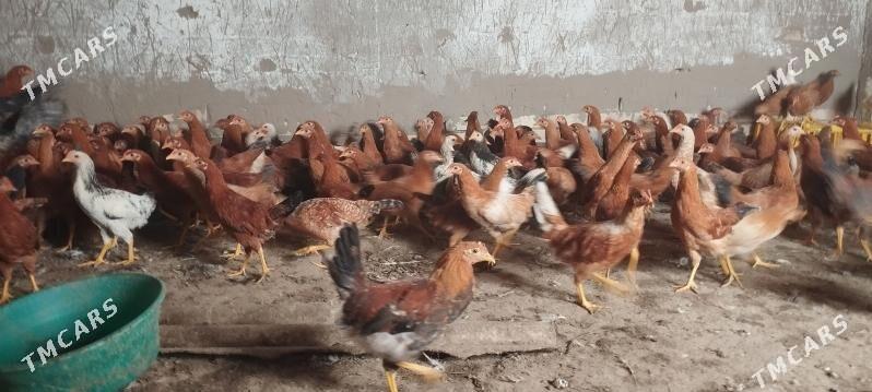 towuk - Мары - img 1