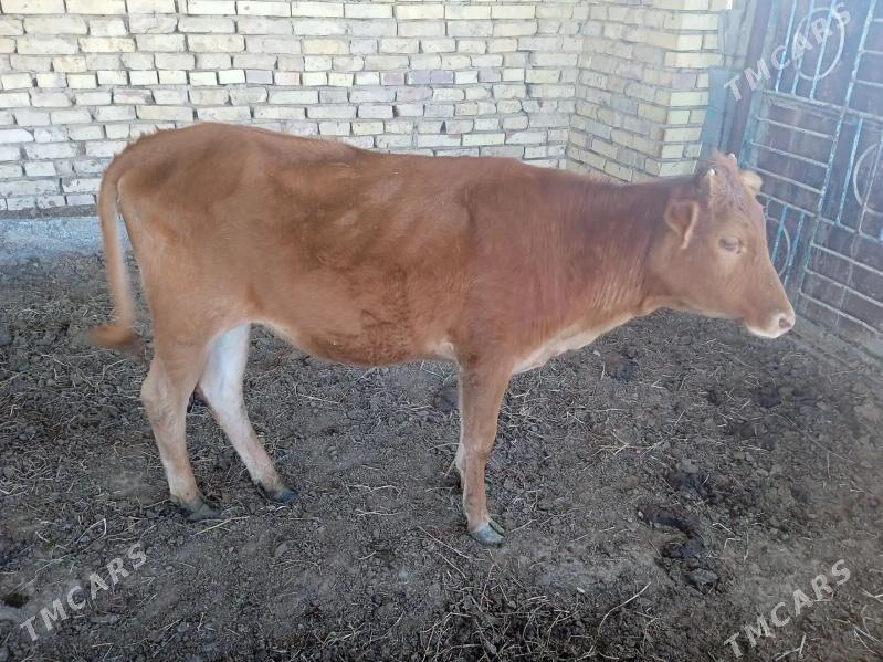 Gulajyn göle - Мары - img 1