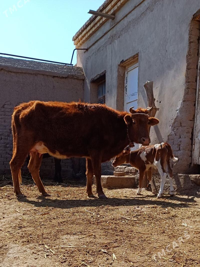 SIMENTAL GÖLELI.GÖLELI SYGYR - Кёнеургенч - img 1