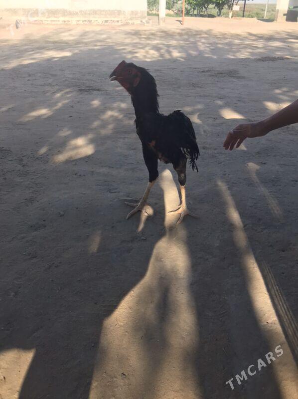 Baýsy horaz - Дарганата - img 1