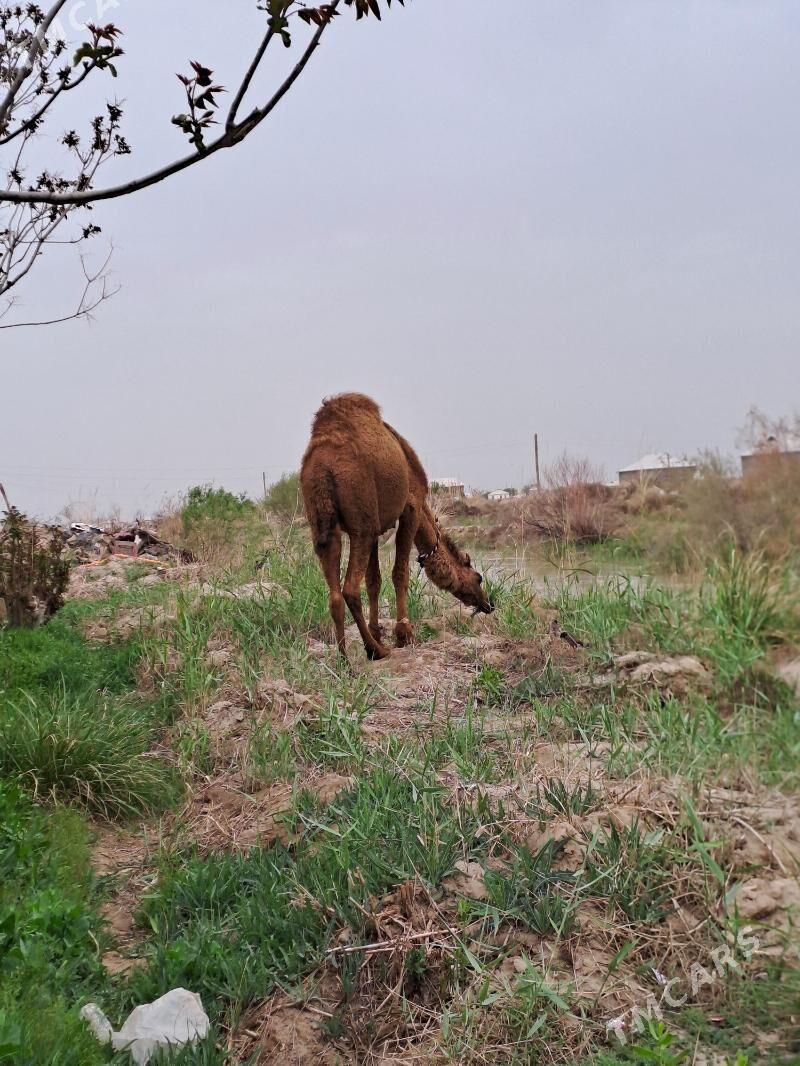 kosekli duye - Туркменгала - img 1