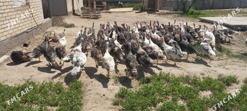 induk - Мары - img 1