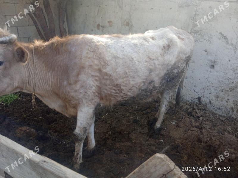 sygyr,gysyr,okuz,golly,sygyr - Bäherden - img 1