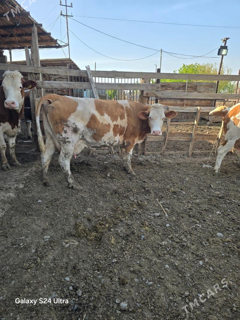 Simental argynal - Гёкдепе - img 1