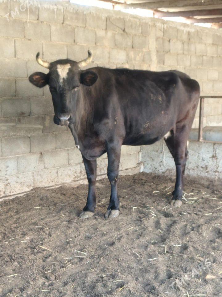 Tohum mallar - Büzmeýin - img 1