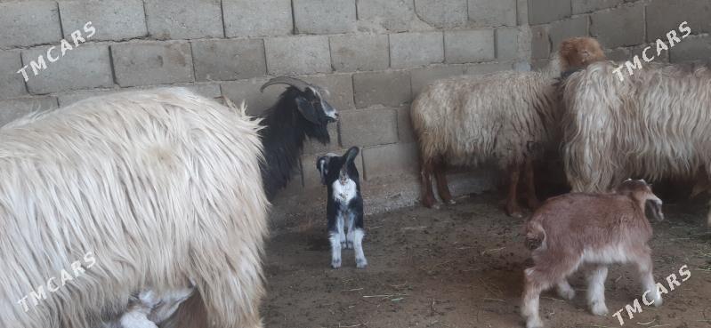 owlakly geçi - Балканабат - img 1