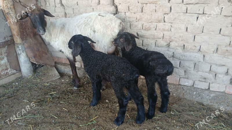 Ekiz guzuly goyun - Бабадайхан - img 1