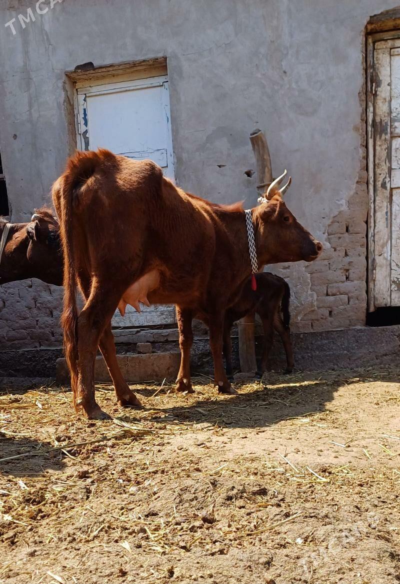 SÜỲDI GOỲY GÖLELI SYGYR - Кёнеургенч - img 1