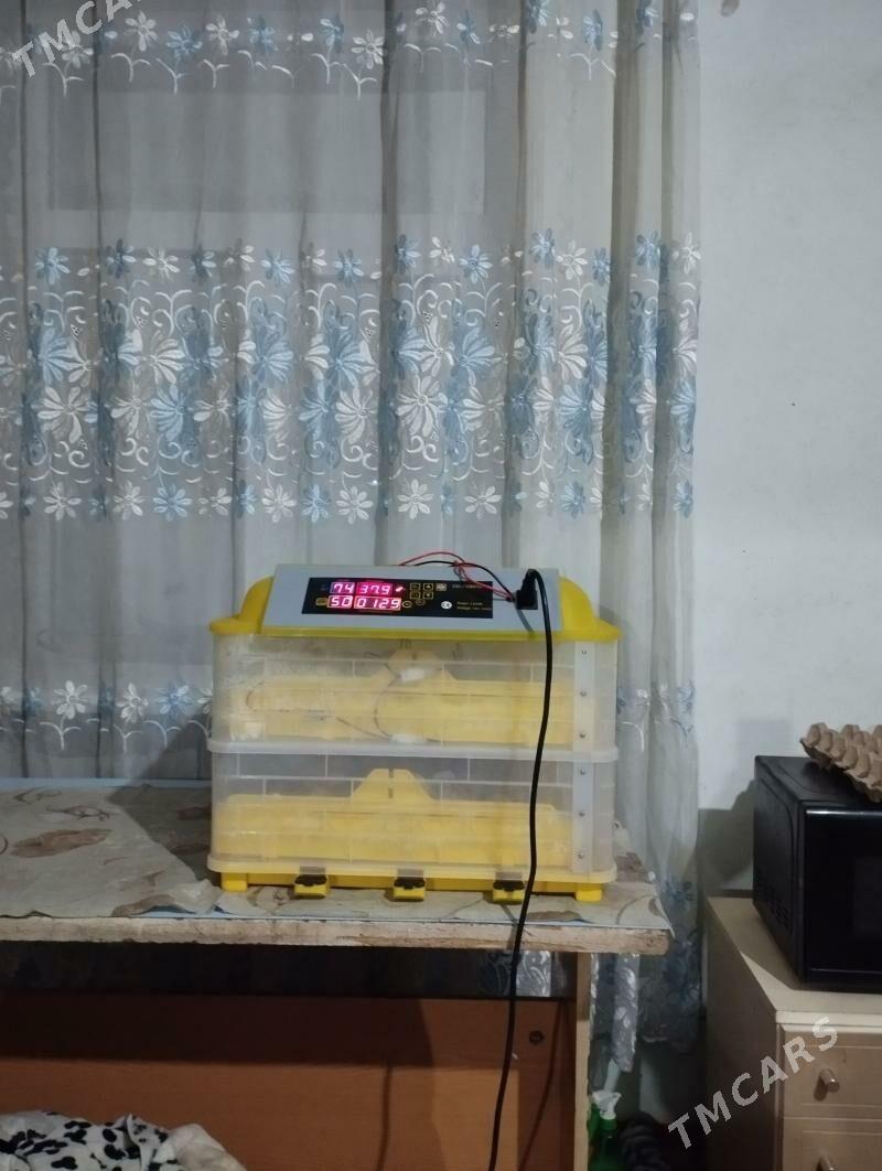 Inkubator - Mary - img 1