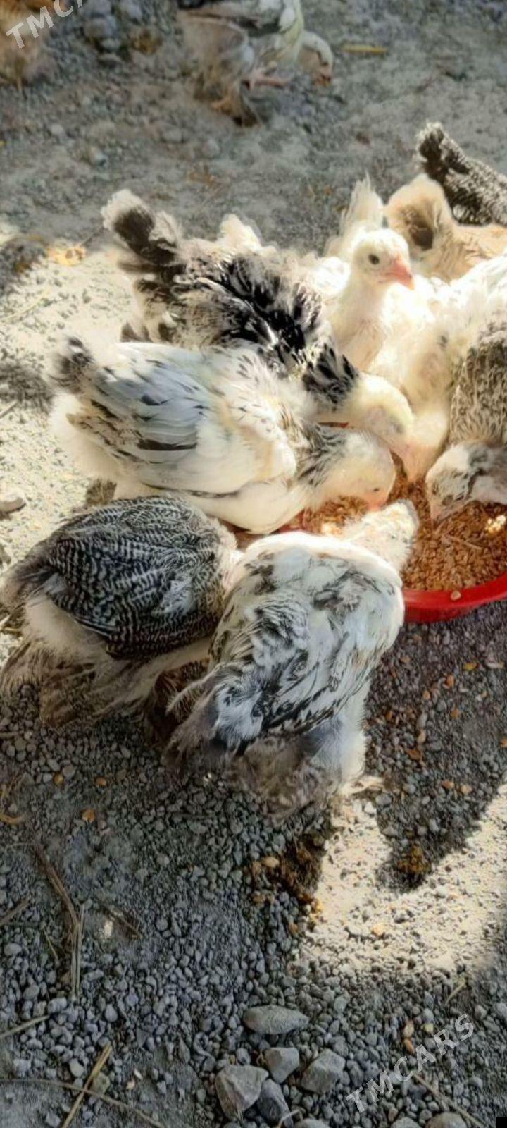 Juje - Sarahs - img 1