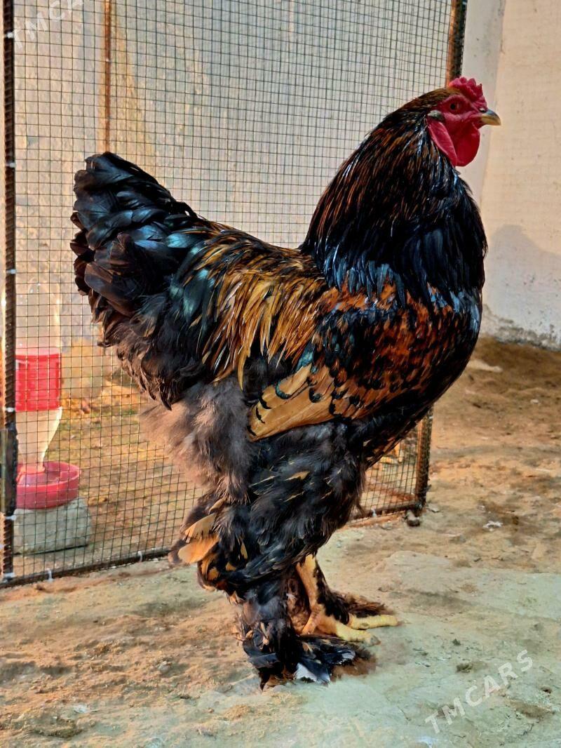 brama laset - Ашхабад - img 1