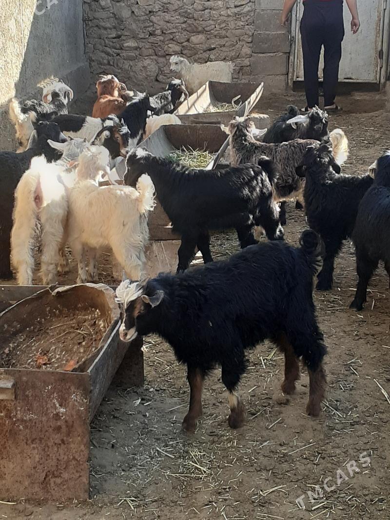 geçi - Balkanabat - img 1